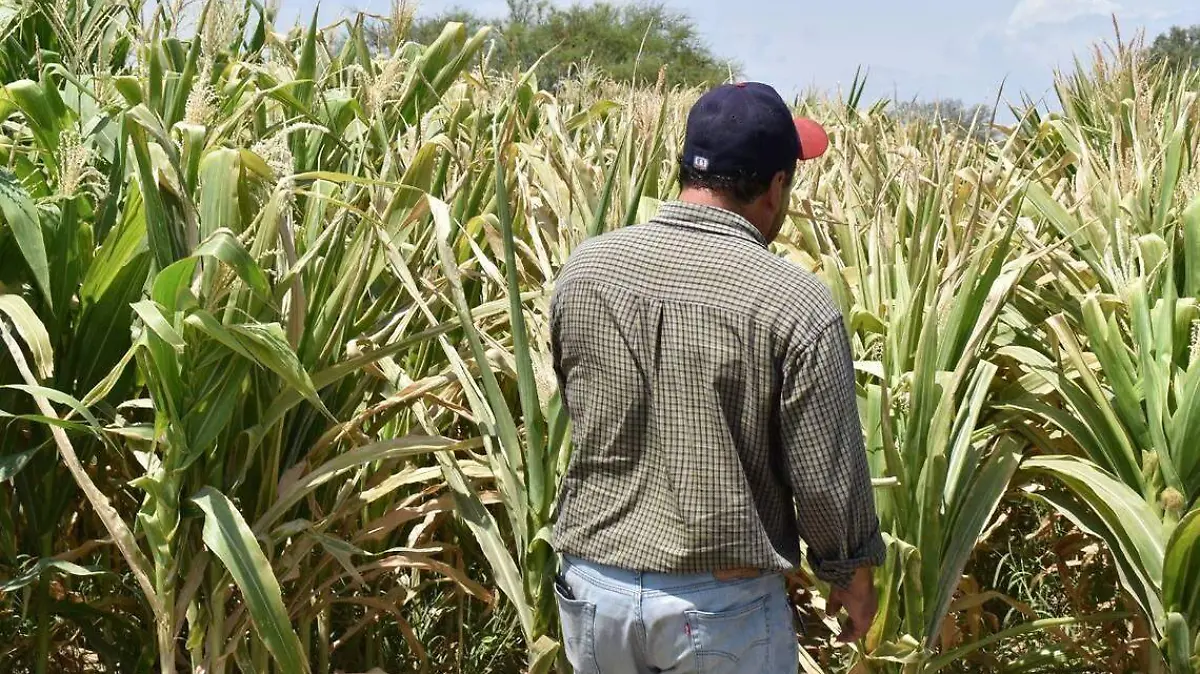 Son 16 mdp para La Laguna a través del programa ‘Producción para el Bienestar’